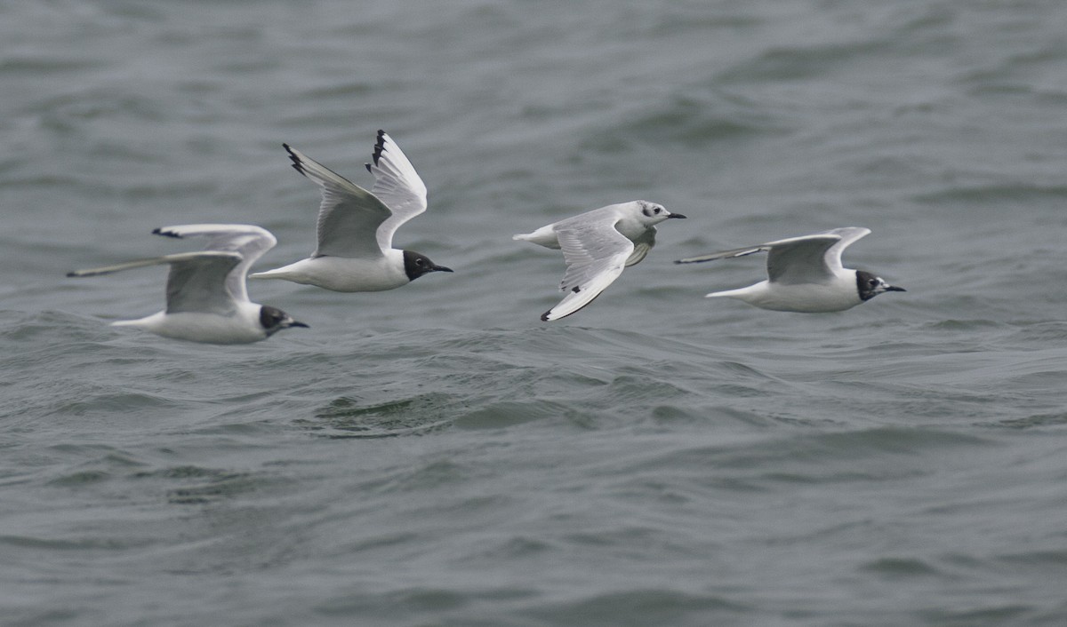 Bonaparte's Gull - Brandon Holden