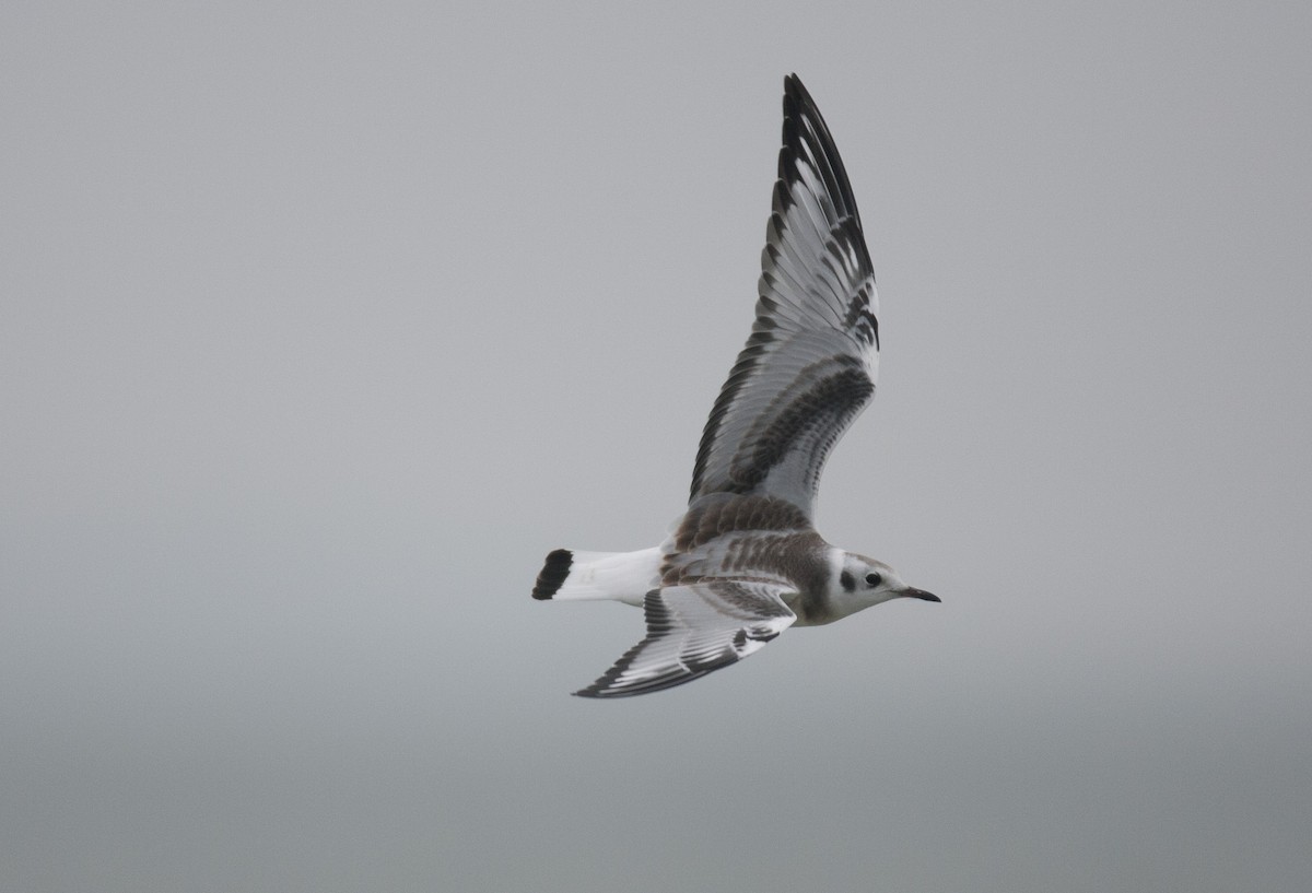 Bonaparte's Gull - Brandon Holden