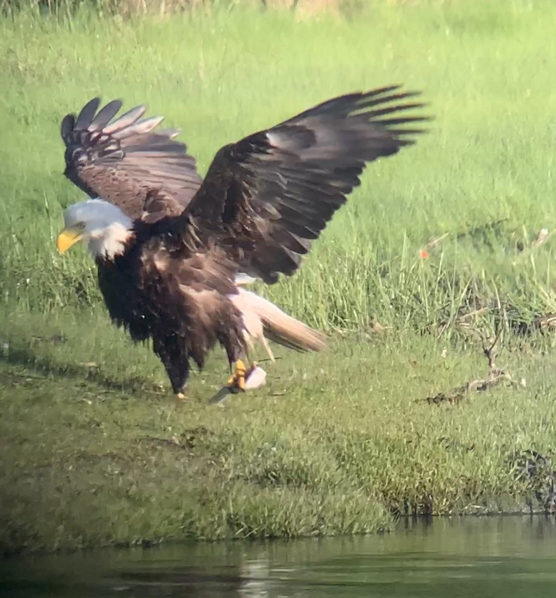 Bald Eagle - ML457625741