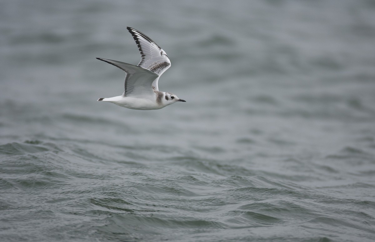 Bonaparte's Gull - ML45762581