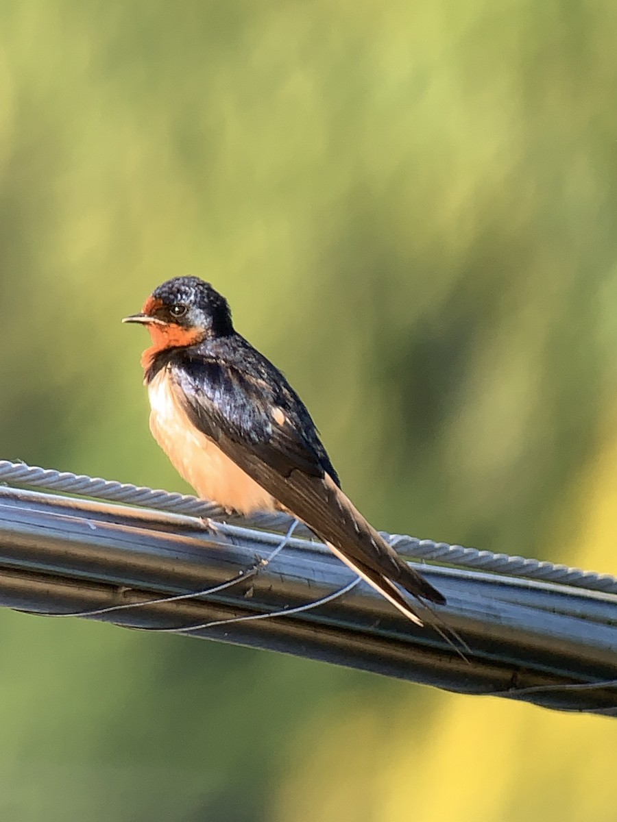 Rauchschwalbe (erythrogaster) - ML457625821