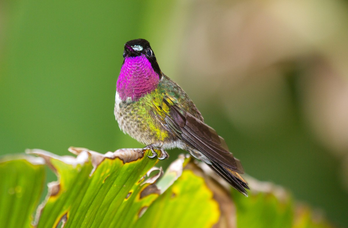 Colibrí Gorjiamatista (de Mérida) - ML457626191