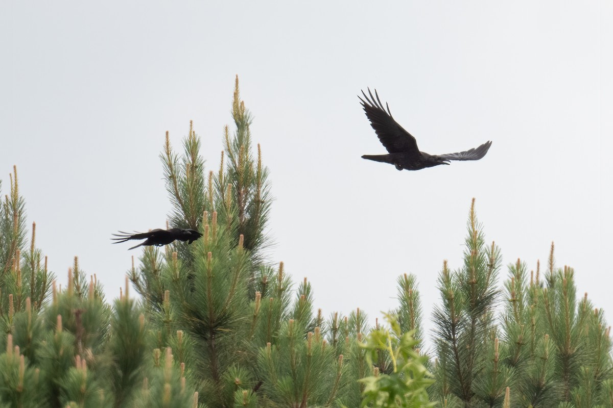 Common Raven - ML457628471