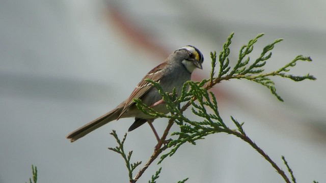 White-throated Sparrow - ML457629031