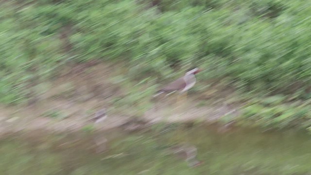 Red-wattled Lapwing - ML457629281