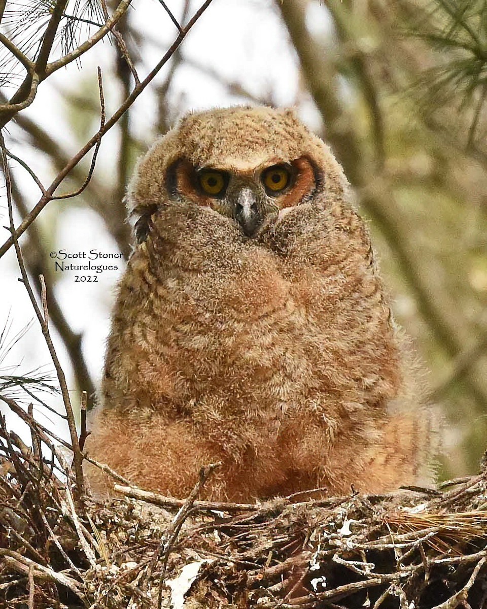 Great Horned Owl - ML457631011