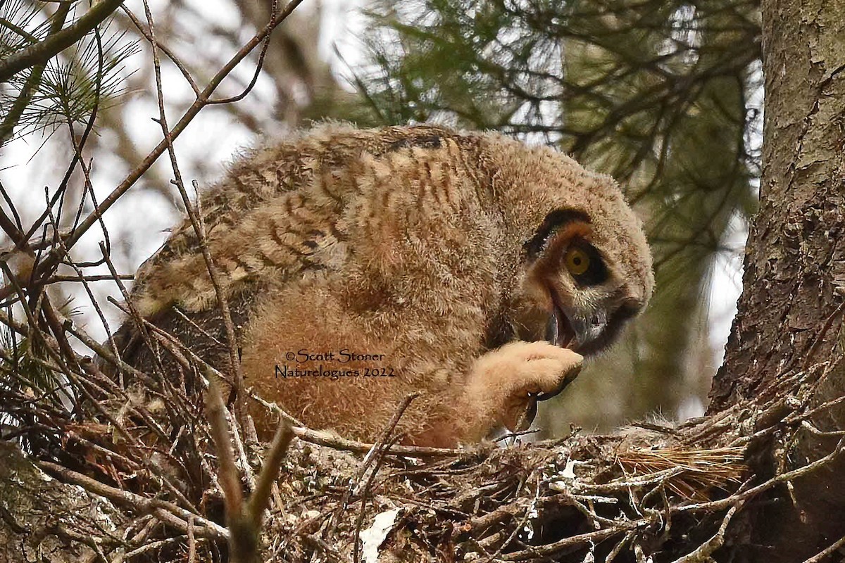 Great Horned Owl - ML457631021