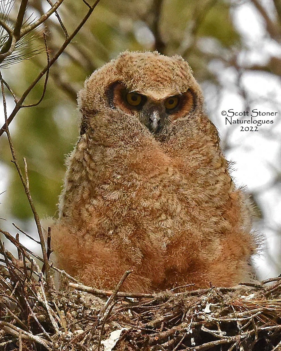 Great Horned Owl - ML457631031