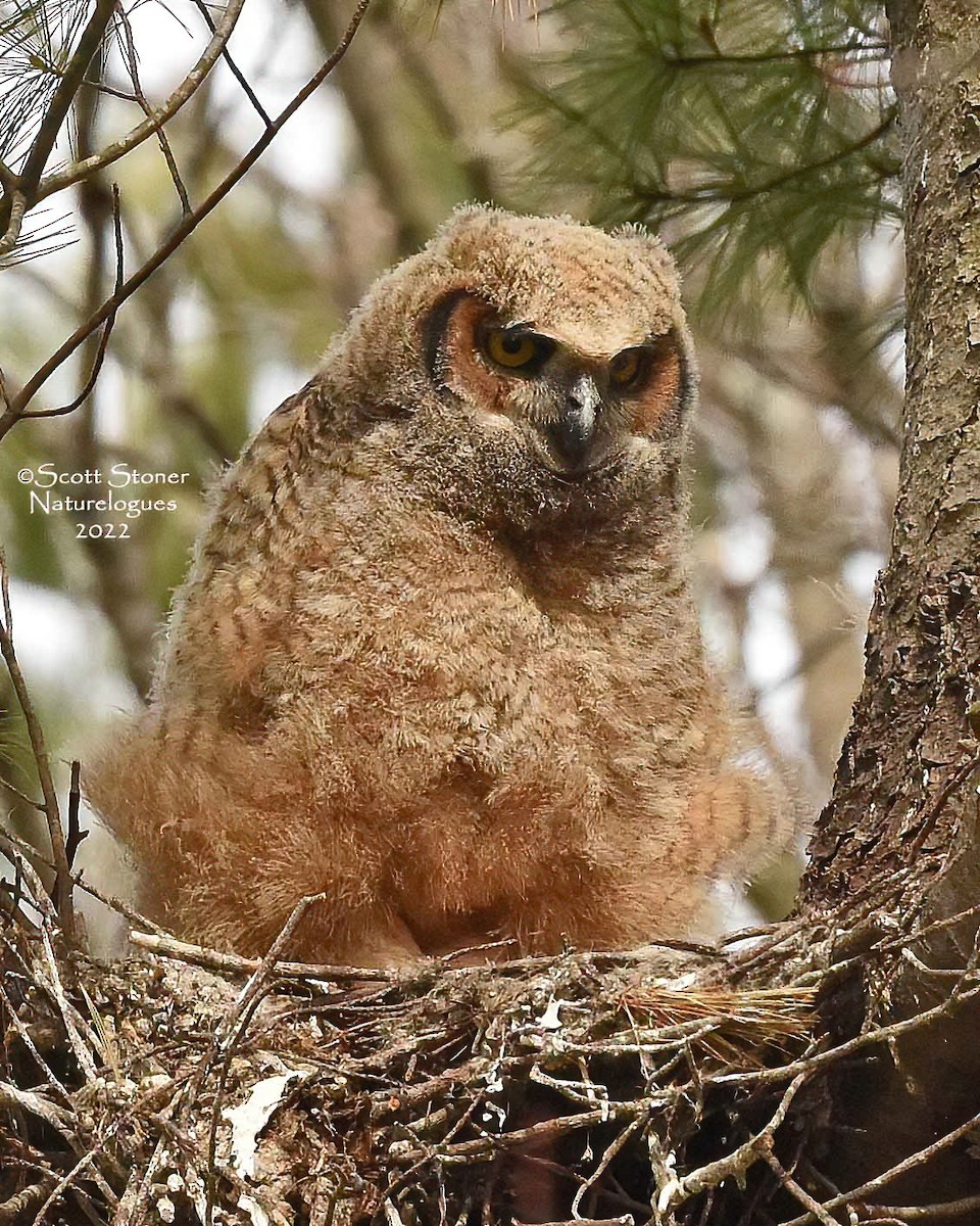 Great Horned Owl - ML457631041
