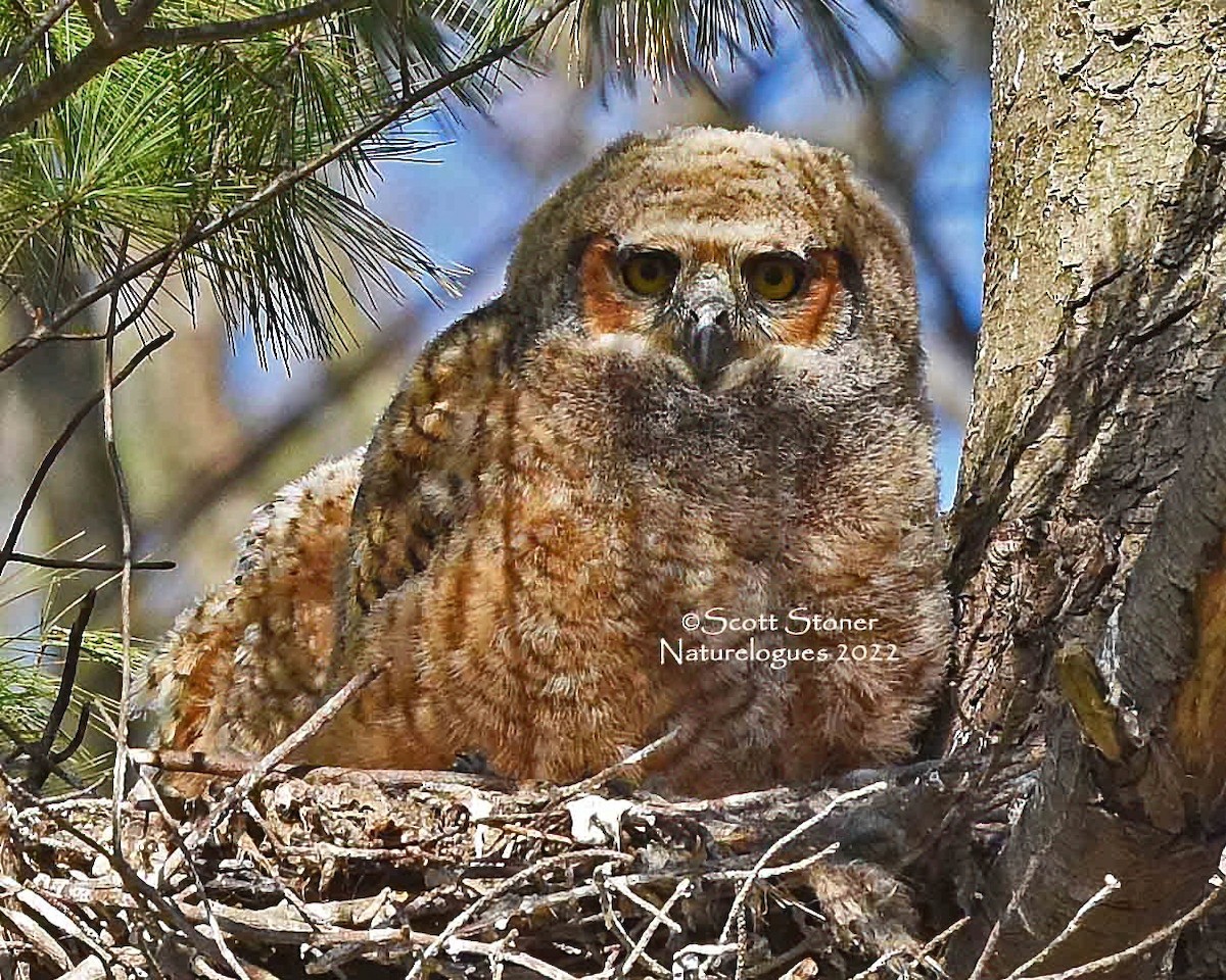 Great Horned Owl - ML457631331