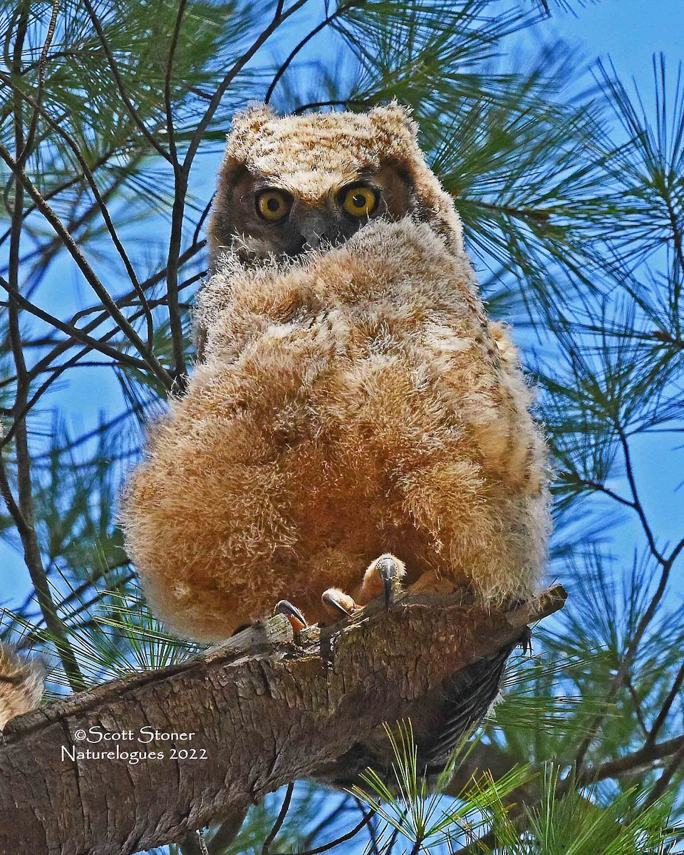Great Horned Owl - ML457631341