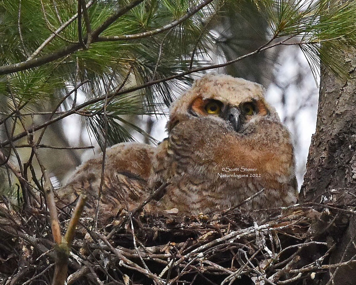 Great Horned Owl - ML457631641
