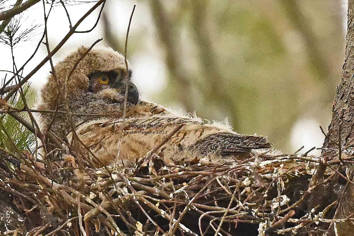 Great Horned Owl - ML457632011