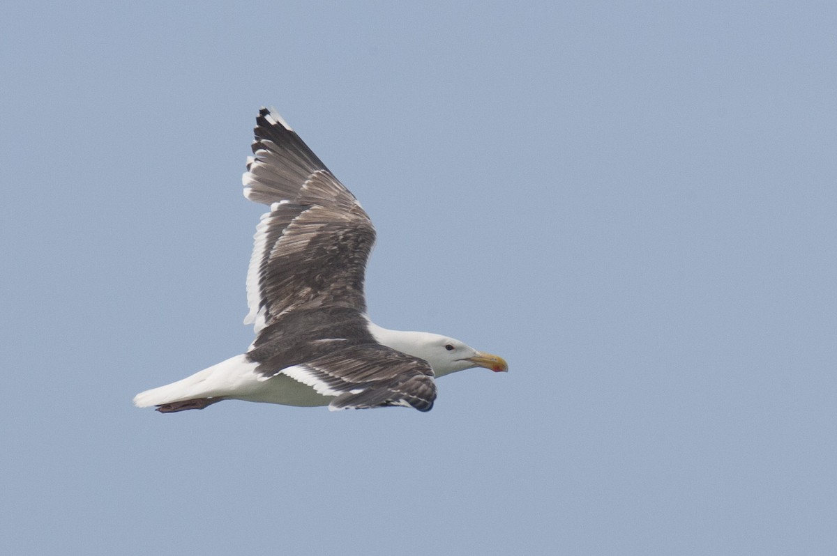 Great Black-backed Gull - ML45763221