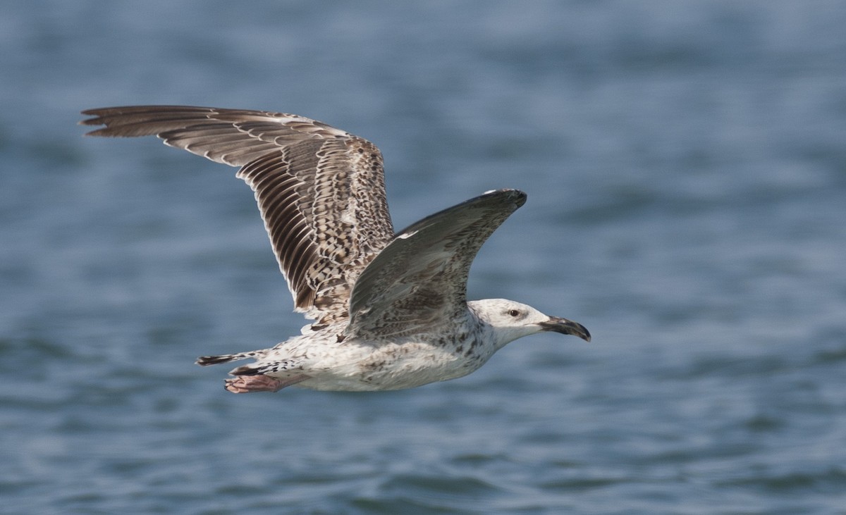 Great Black-backed Gull - ML45763231