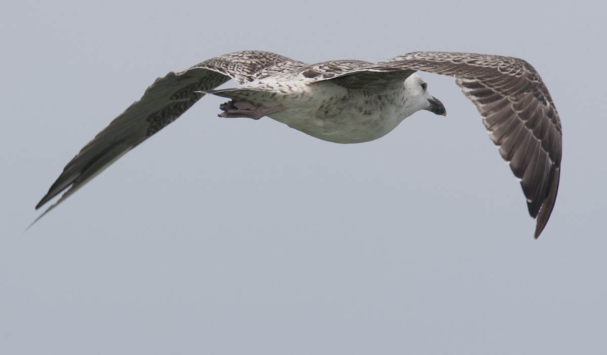 Great Black-backed Gull - ML45763241