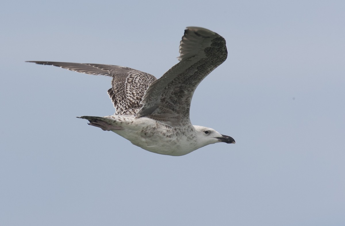 Great Black-backed Gull - ML45763251