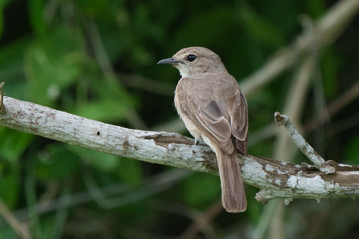 Pale Flycatcher - Laurent Esselen