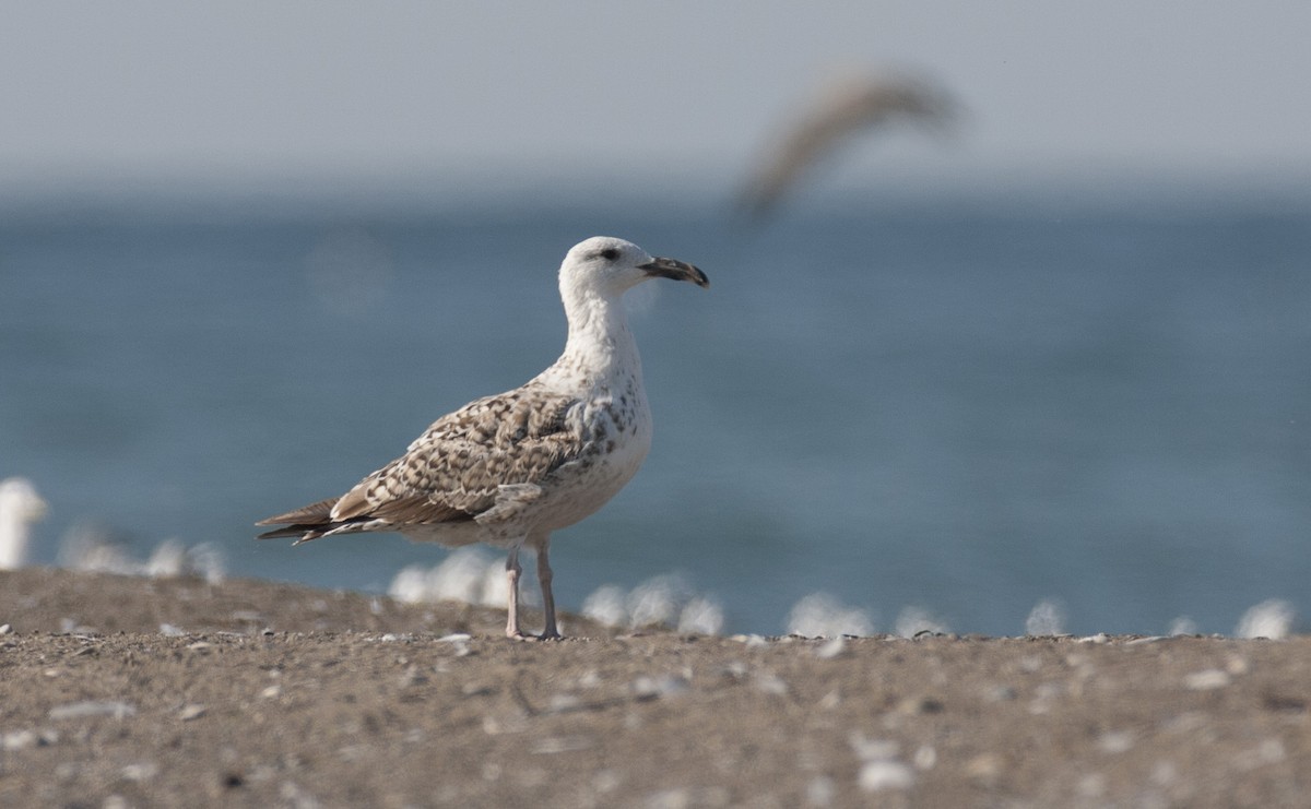 Great Black-backed Gull - Brandon Holden