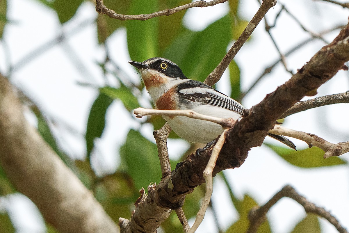 Pale Batis - Laurent Esselen