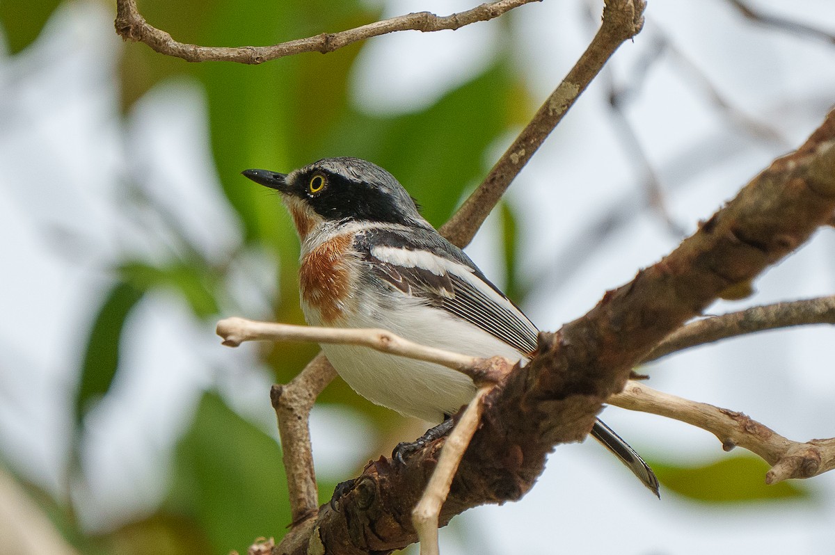 Pale Batis - ML457632801