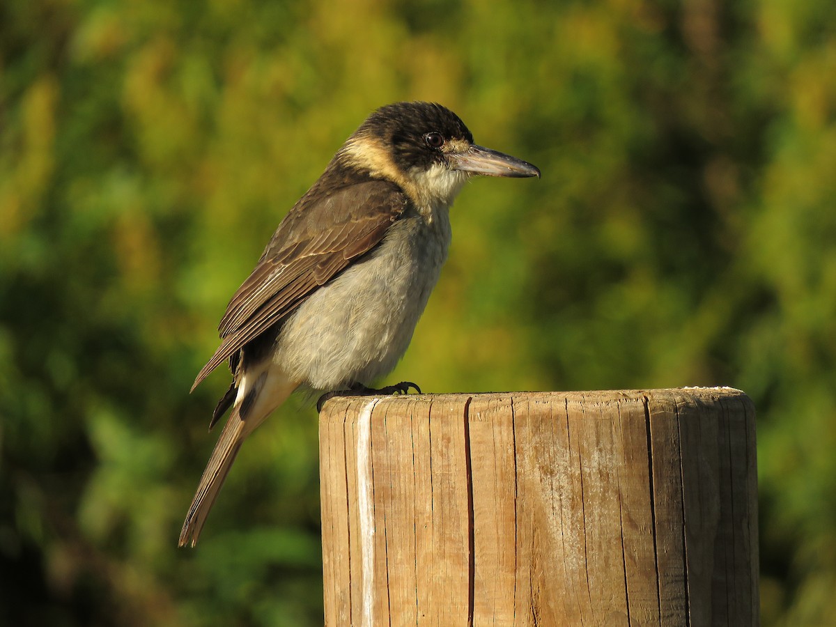 Gray Butcherbird - ML457633361