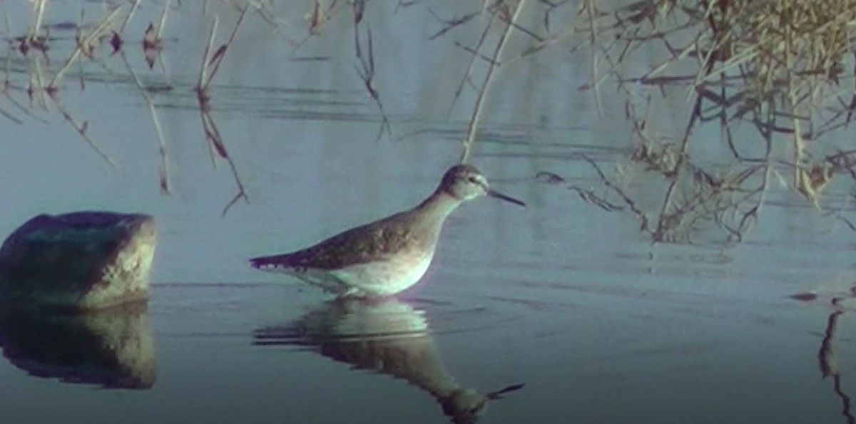 Marsh Sandpiper - ML45763361