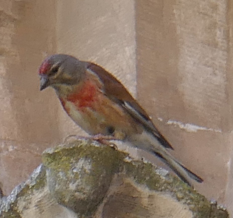 Eurasian Linnet - ML457634501