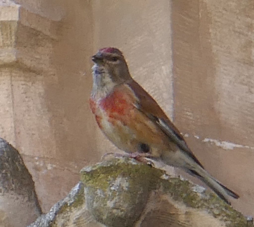 Eurasian Linnet - ML457634511