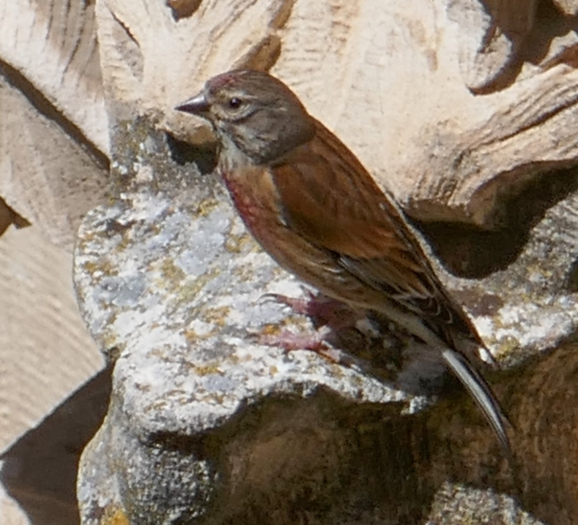 Eurasian Linnet - ML457634531