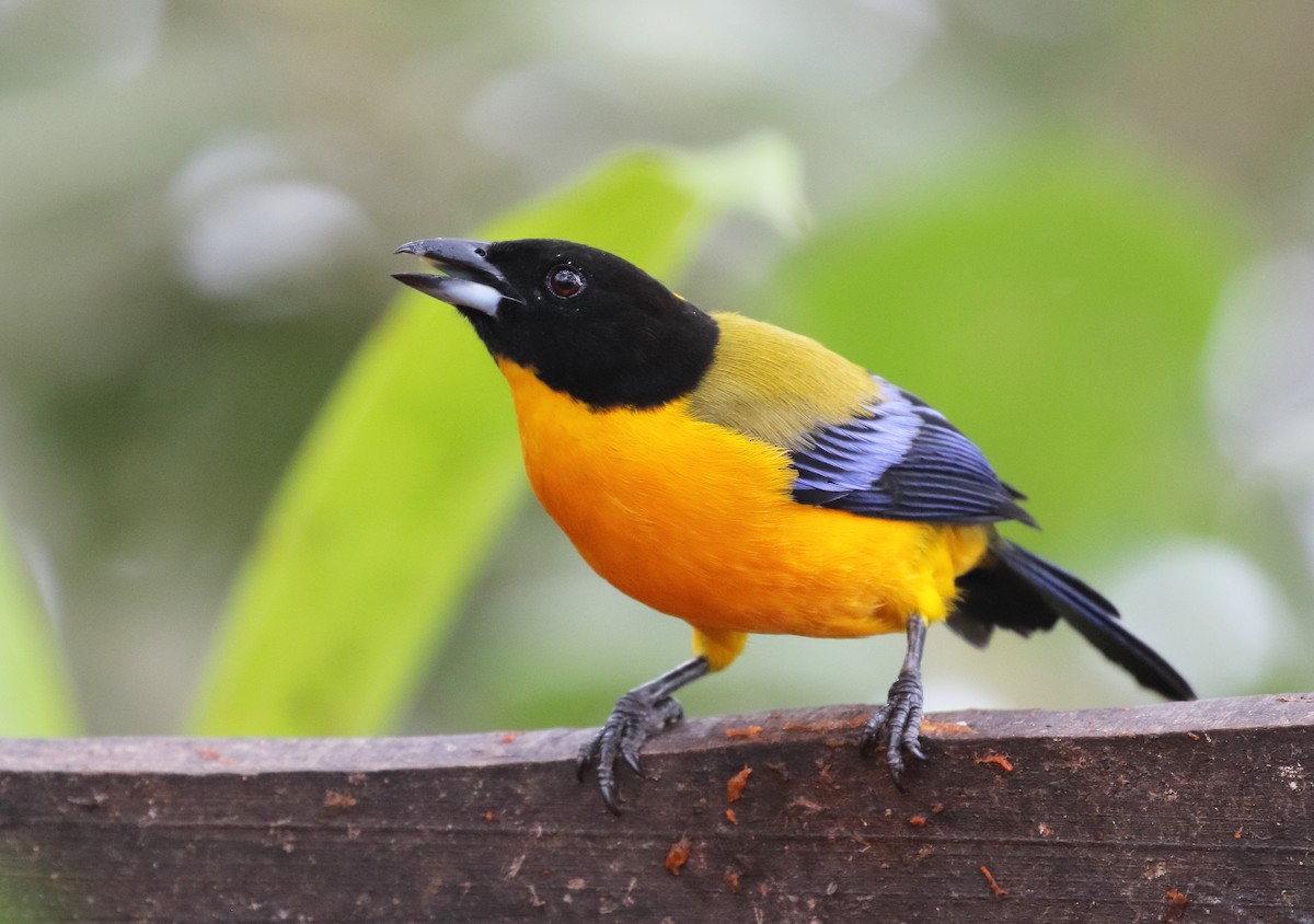 Black-chinned Mountain Tanager - ML457637041
