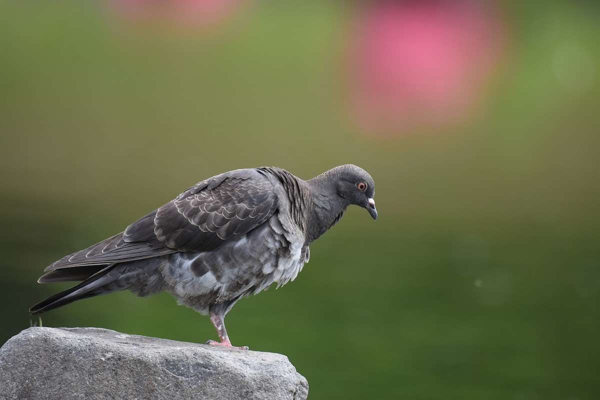 Rock Pigeon (Feral Pigeon) - Yojiro Nagai