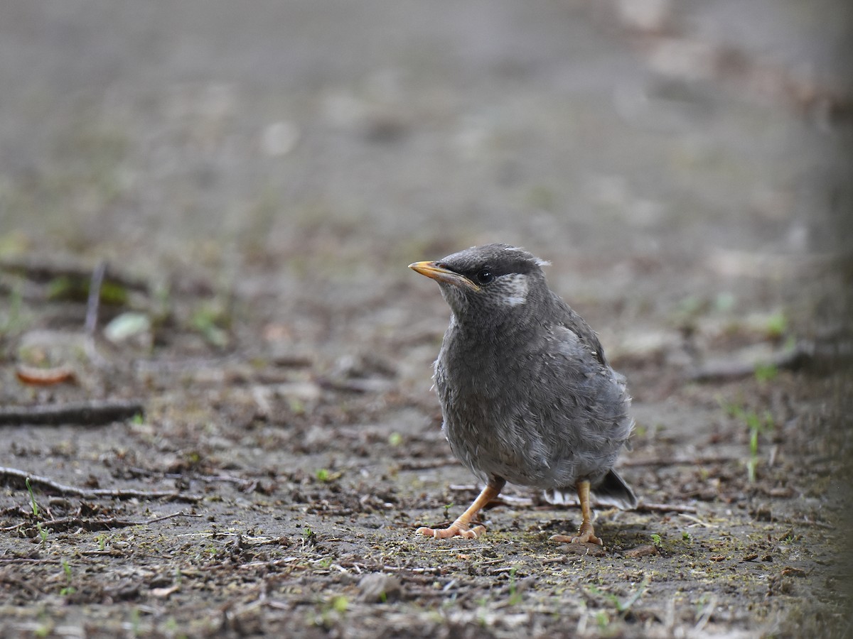 White-cheeked Starling - ML457637481