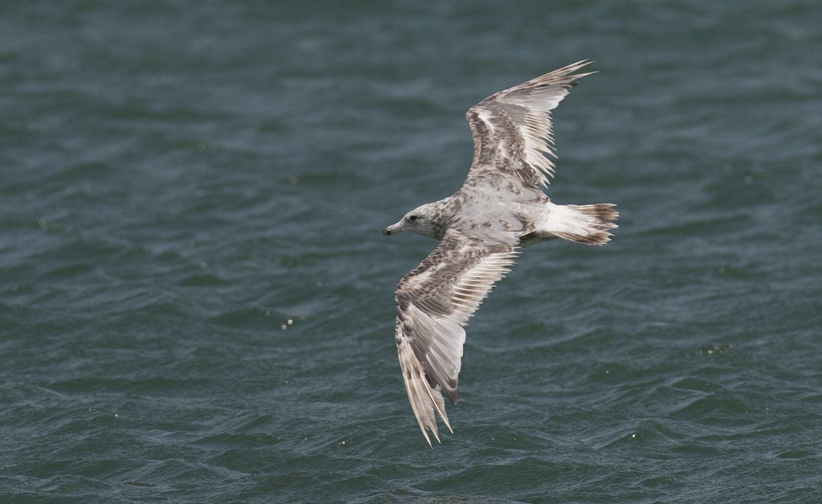 Gaviota Argéntea/Groenlandesa - ML45763761