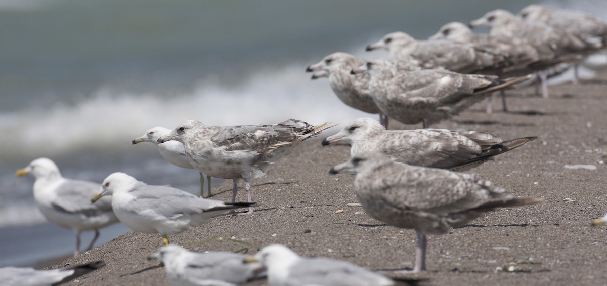 Herring/Iceland Gull - ML45763811