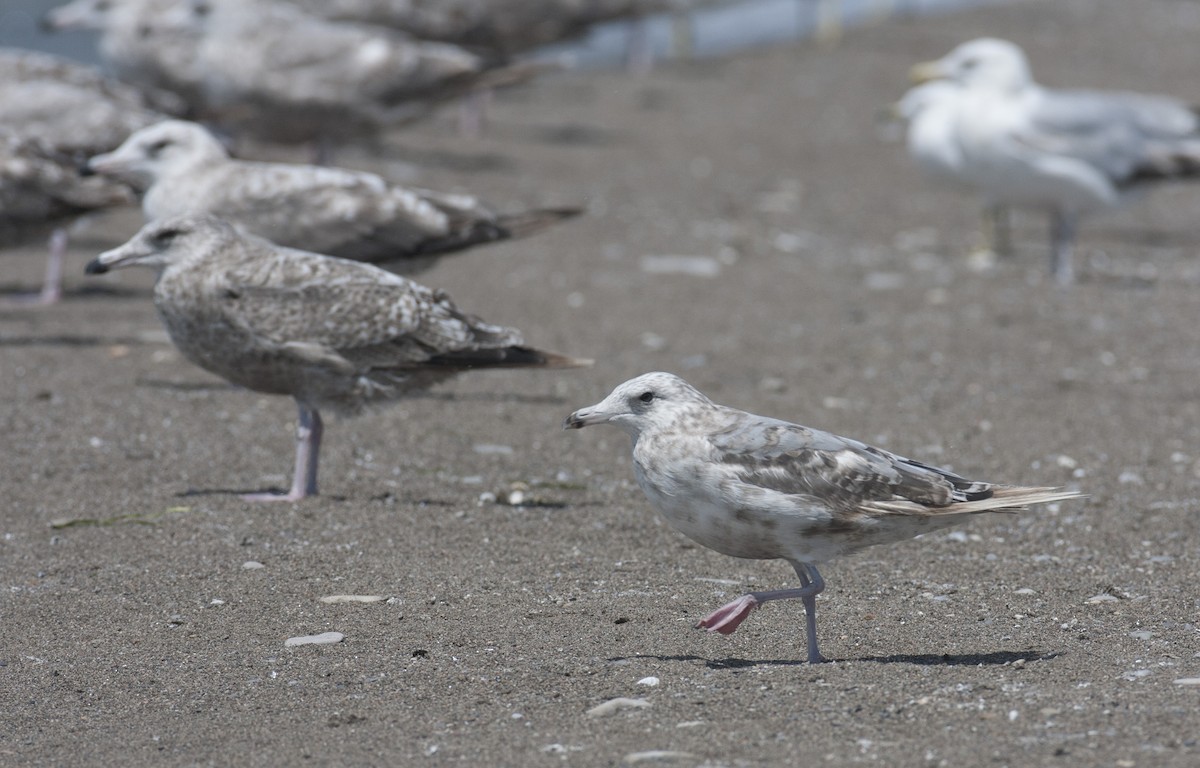 Herring/Iceland Gull - ML45763821