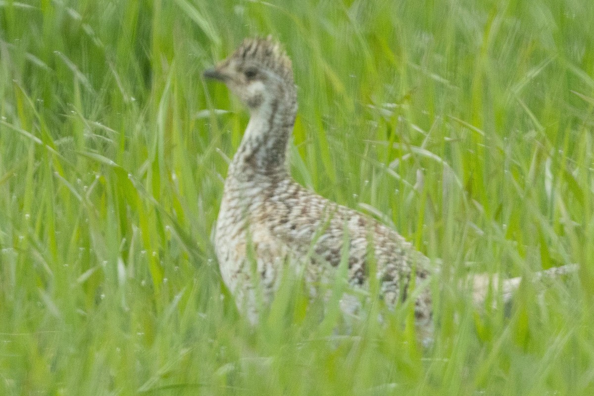 Gallo de las Praderas Rabudo - ML457638331