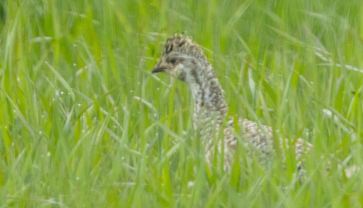 Sharp-tailed Grouse - David Barton