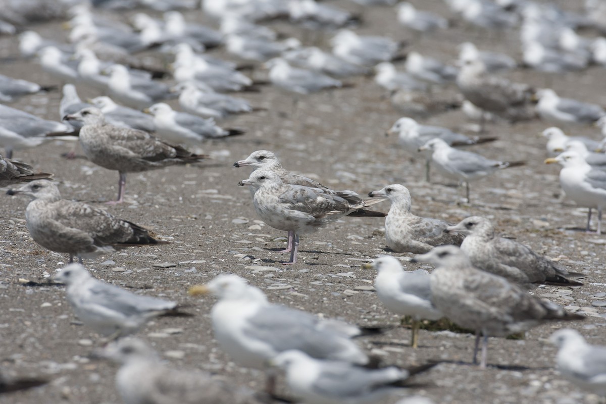 Herring/Iceland Gull - ML45763841