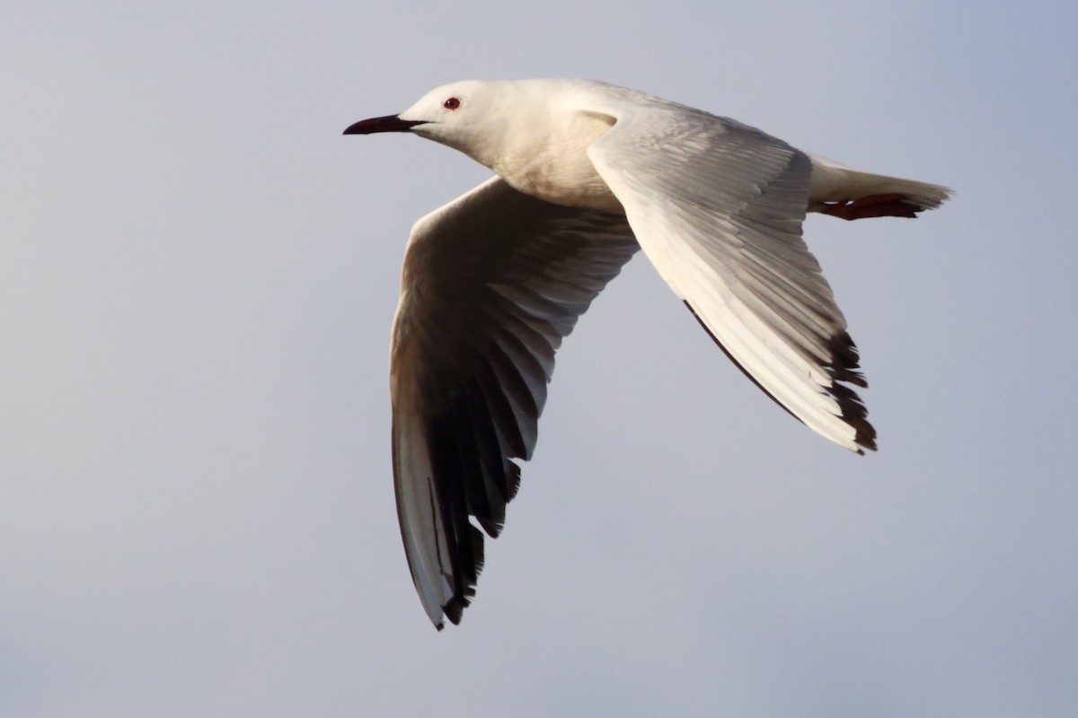 Slender-billed Gull - ML457638691