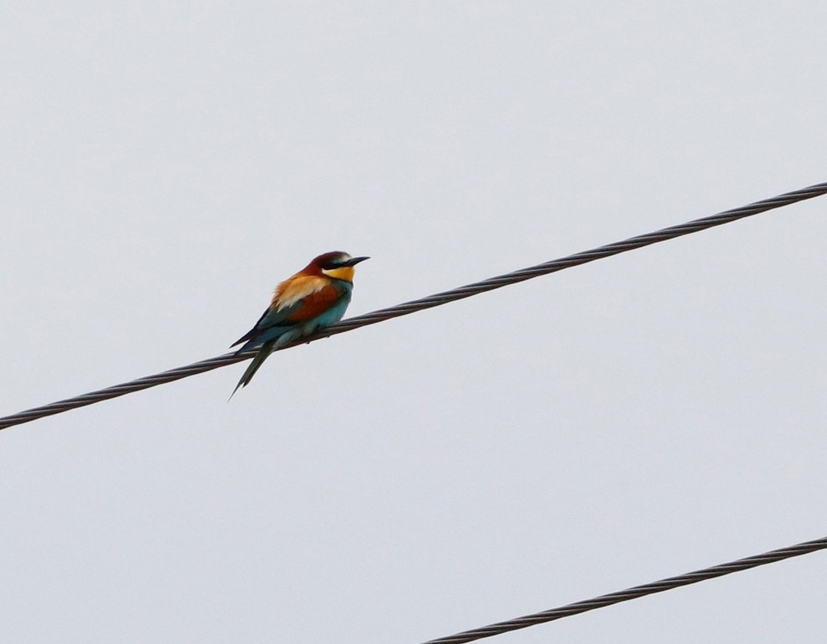 European Bee-eater - ML457638781