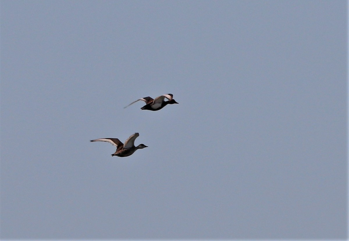 Red-crested Pochard - ML457639031