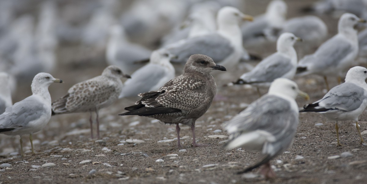 Herring Gull - Brandon Holden