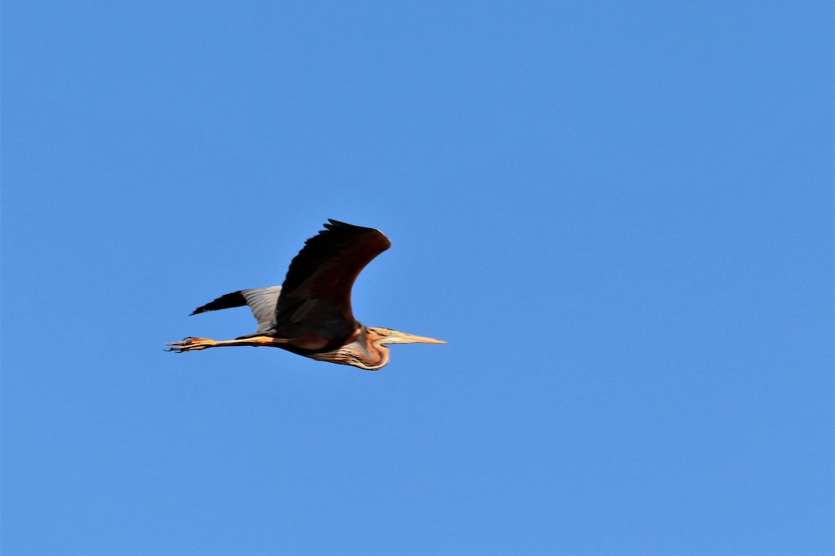 Purple Heron - ML457639321