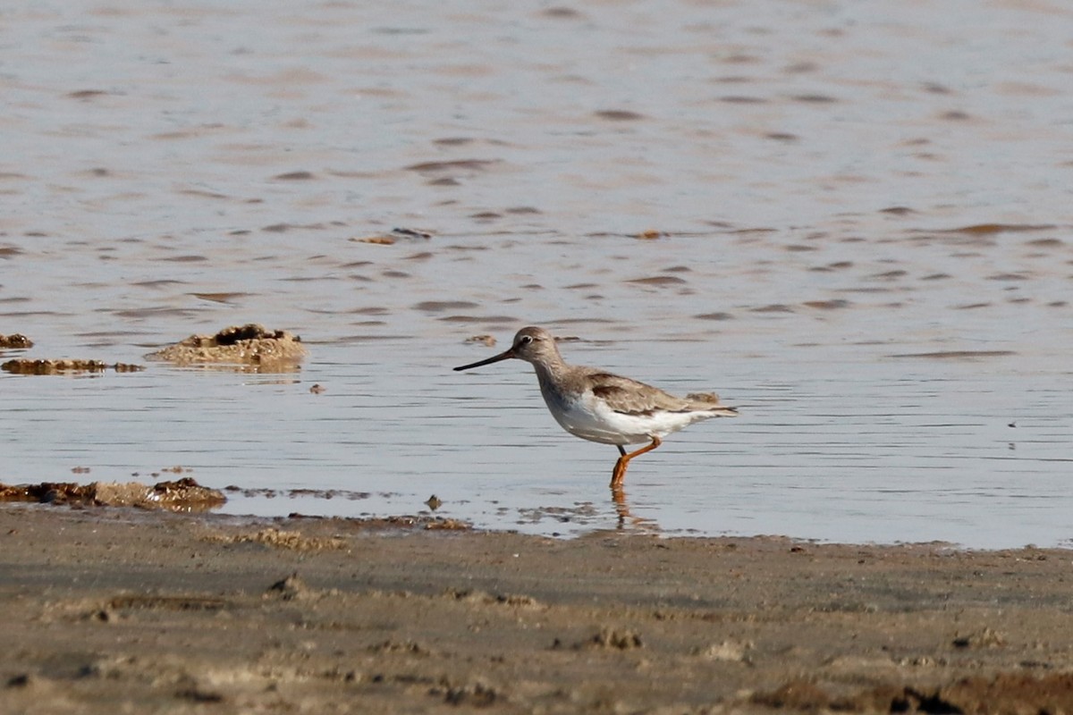 Terek Sandpiper - ML457640141