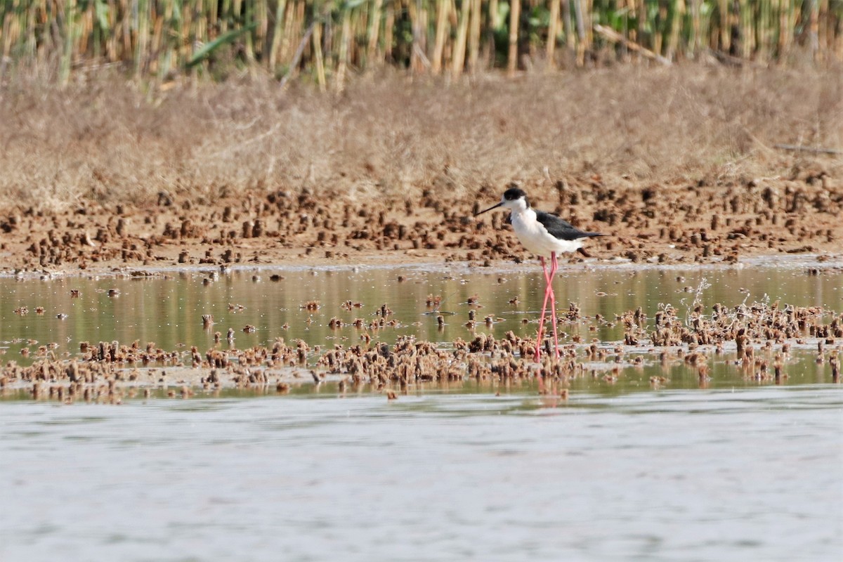 Black-winged Stilt - ML457640391