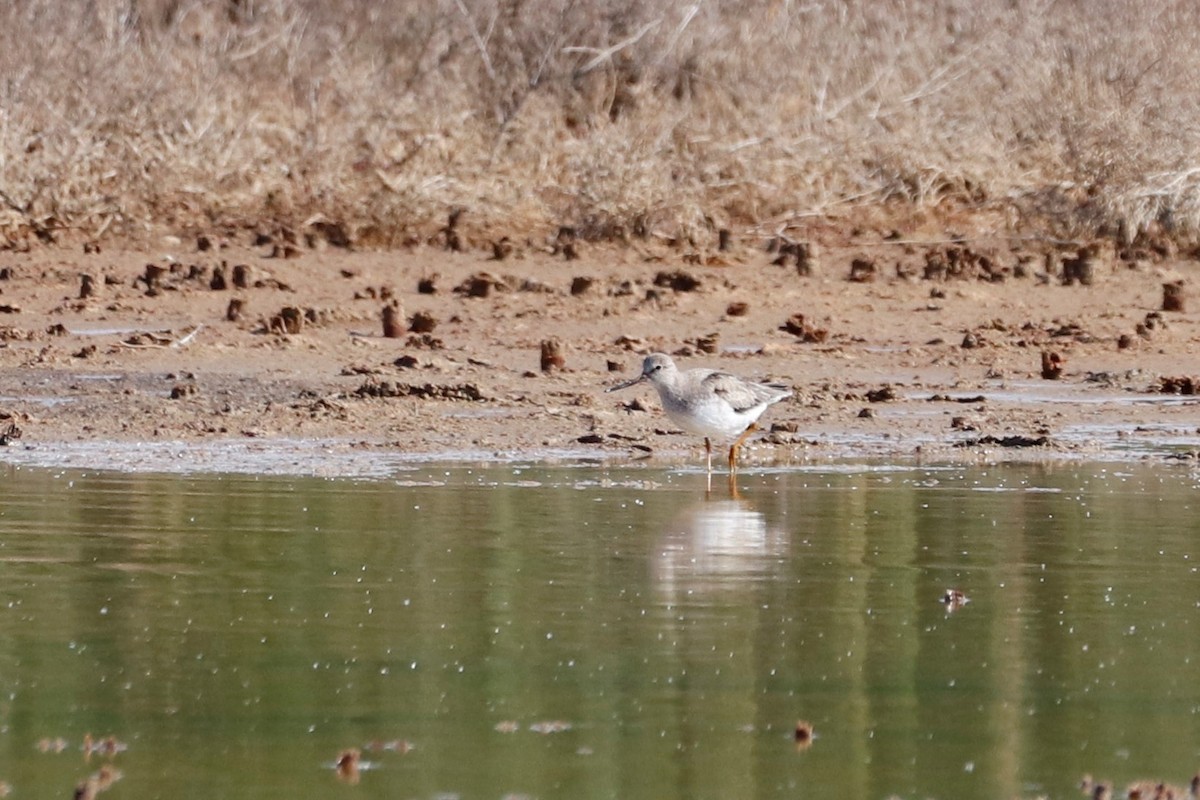 Terek Sandpiper - ML457641181