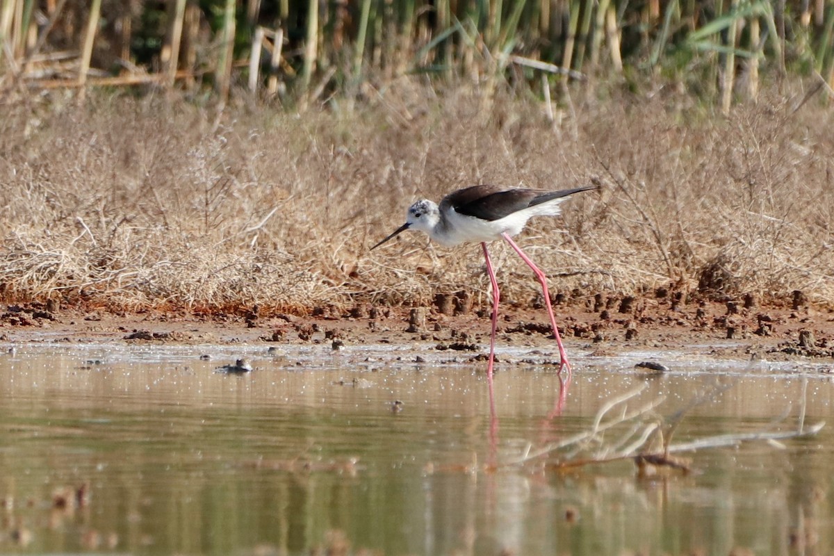 Black-winged Stilt - Natalia Ivashova