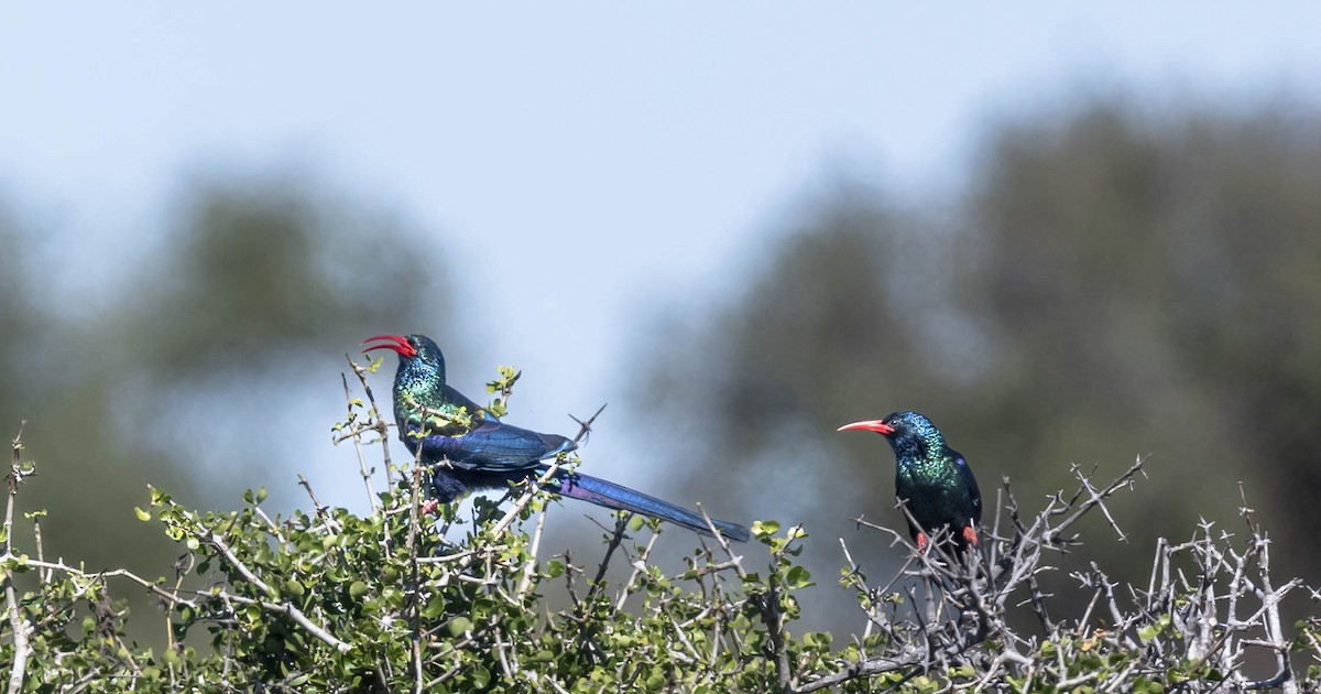 Green Woodhoopoe - William Richards