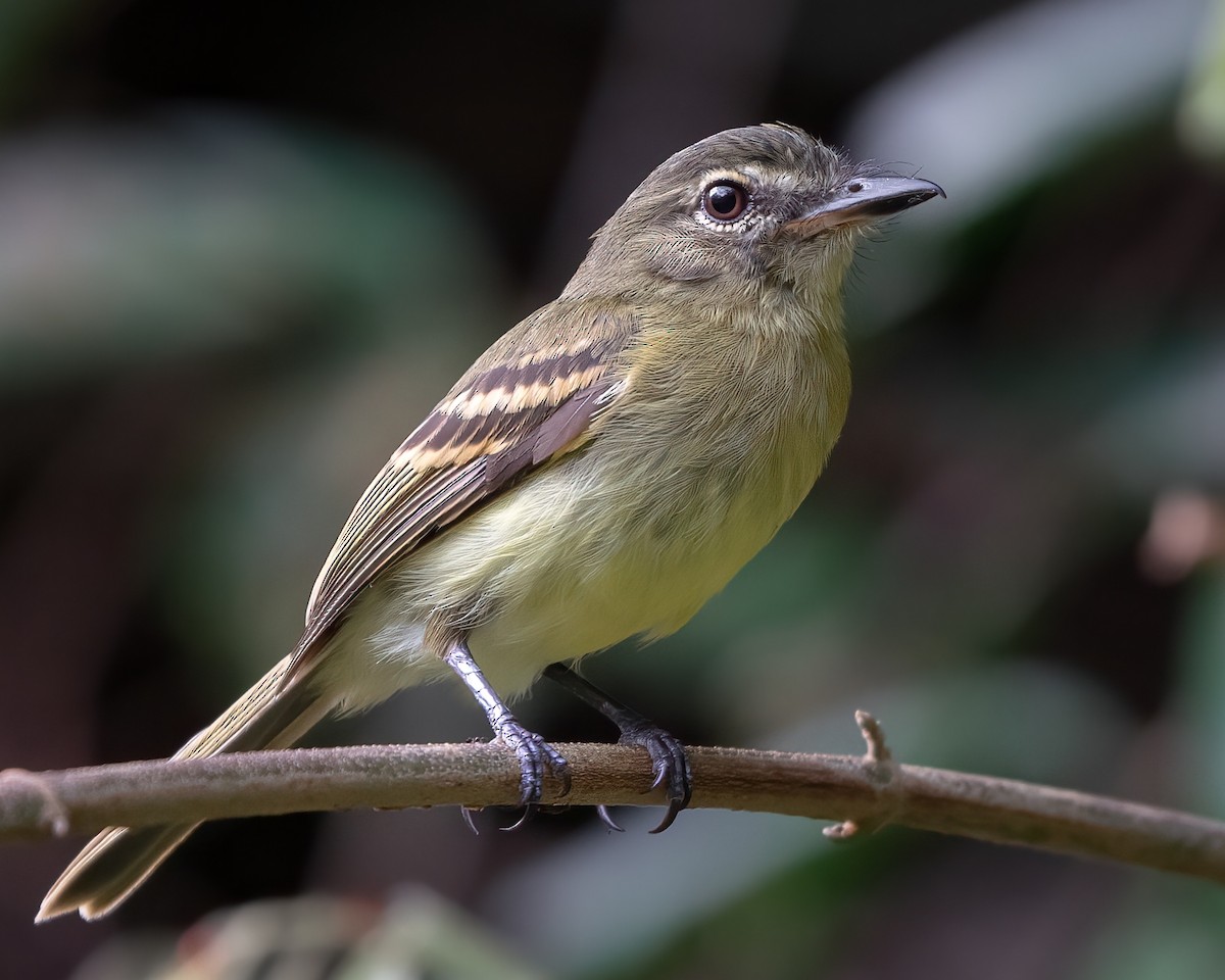 Large-headed Flatbill - Sergio Andrés Cuéllar Ramírez